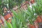 Canbelegoplant-nursery-10.jpg; ?>