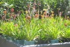 Canbelegoplant-nursery-17.jpg; ?>