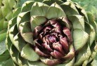 Canbelegoplant-nursery-1.jpg; ?>