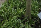Canbelegoplant-nursery-23.jpg; ?>