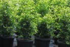 Canbelegoplant-nursery-24.jpg; ?>